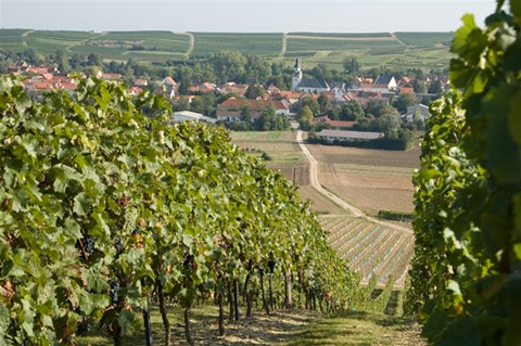 Weinanbau 02